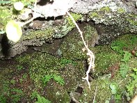 iara Scorciavacca-20110306 042